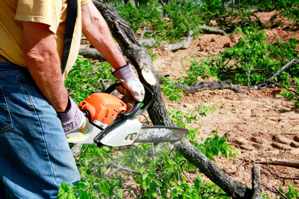 Best Stump Grinding Near Me  in Mercersburg, PA